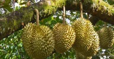Mau Makan Durian Montong Langsung dari Pohonnya, Datang Saja ke Garut