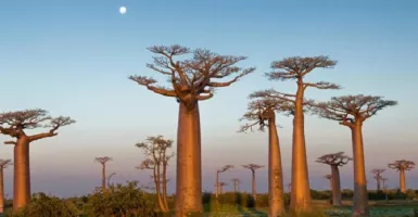 Fakta Menarik Pohon Baobab, Unik dan Langka