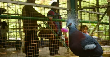 Artis Davina Minta Eskploitasi Satwa di Kebun Binatang Harus Dihentikan