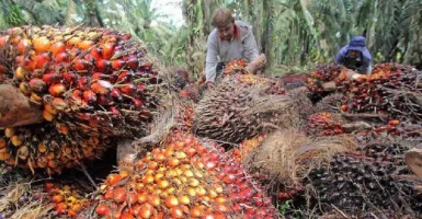 Begini Pandangan Capres Soal Bahan Bakar Kelapa Sawit