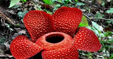 Terancam Punah, Ini Fakta Menarik Tentang Bunga Rafflesia yang Perlu Kamu Tahu