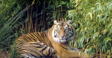Di Riau Konflik Harimau dan Manusia Berulang Kali Terjadi