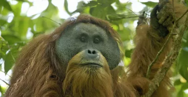Terusir dari Habitatnya, Orangutan Tapanuli Terancam Punah
