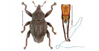 Seratusan Kumbang Jenis Baru Ditemukan di Sulawesi