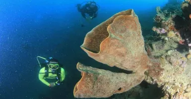 Pohuwato Gencarkan Promosi Penyelaman Pulau Lahe