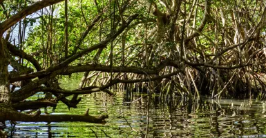 Potensi Pariwisata Hutan Mangrove