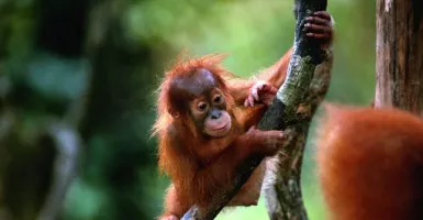 Mau Coba Serunya Merawat Orangutan? Yuk, Ke Nyaru Menteng