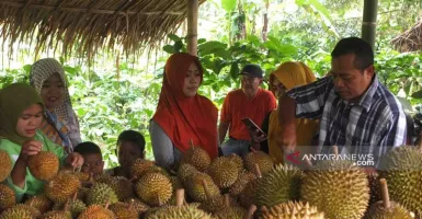 Desa Pakis Jember Jadi Destinasi Baru Wisata Durian