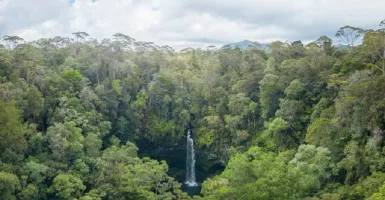 Batang Toru, Rumah Bagi Orangutan dan Belasan Spesies Lainnya