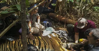 Begini Cerita Harimau Sumatra Terjerat Kawat di Kabupaten Pelalawan Riau
