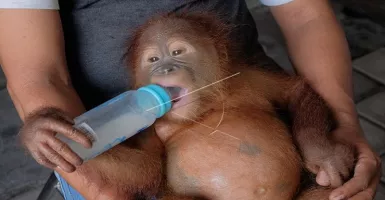 Bayi Orangutan Yang Dibius Mulai Membaik