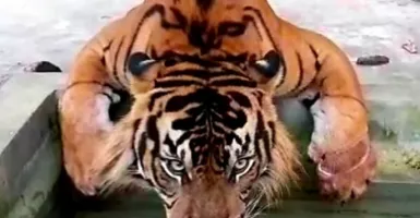 Harimau Sumatra yang Terjerat di Riau itu Apa Kabarnya, Yah?
