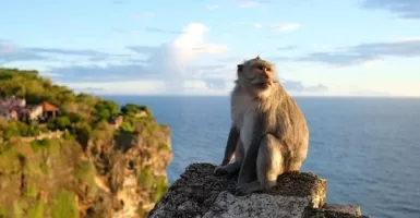 Wow, Monyet-monyet di Bali ini Punya Kemampuan Barter