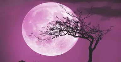 Eksotisme Fenomena Pink Moon, Catat Tanggalnya!