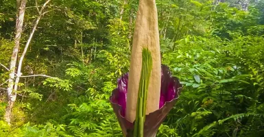 Heboh, Bunga Bangkai Ditemukan di Perkebunan Karet