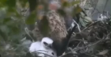 Anak Burung Elang Jawa Ditemukan di Taman Nasional Pangrango