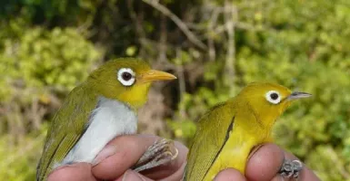 Dua Burung Cantik Endemik Wakatobi Ditemukan