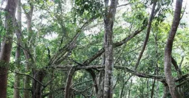 Potensi Pariwisata 8 Hutan di Riau, Salah Satunya di Dumai