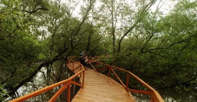 Festival Mangrove di Kaltim Ditandai Penanaman 500 Bibit Bakau