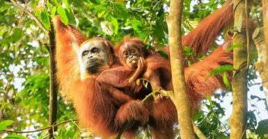 Induk Orangutan Dibunuh Agar Anaknya Bisa Dijual