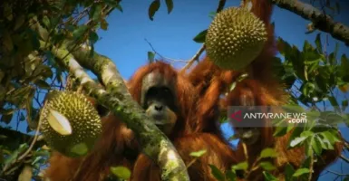 Wah, Orangutan Tapanuli Ternyata Suka Makan Durian