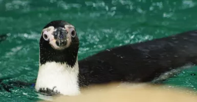 Penguin Humboldt Penghuni Baru Ancol