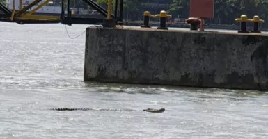 Teror Buaya di Perairan Cilacap, Nelayan Harap Hati-hati