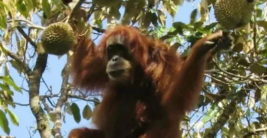 Indonesia Miliki Spesies Mamalia Terbanyak Dunia, Tapi…