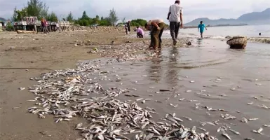 Fenomena Ikan Mati Massal di Aceh, Karena Apa?