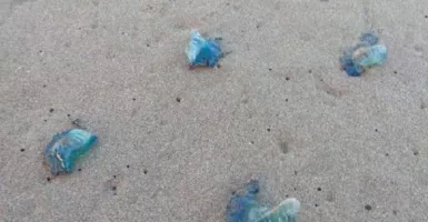 Jelang Lebaran, Ubur-ubur di Pantai Parangtritis Mengganas