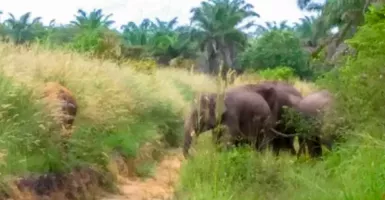 Idul Fitri, Skuad Gajah Rusak Pekarangan Warga di Pekanbaru