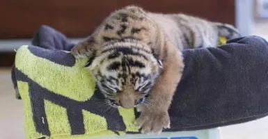 Bayi Harimau Sumatera Lahir di Australia