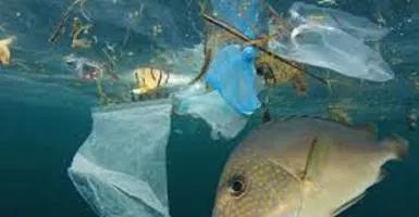 Hasil Penelitian, Kita Mengonsumsi Ikan Mengandung Plastik