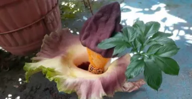 Heboh Bunga Bangkai Jenis Baru Tumbuh di Halaman Warga di Sorong