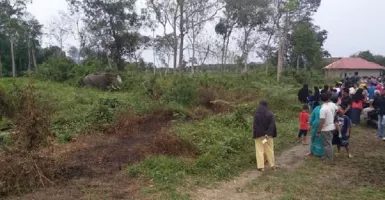 Gajah Stres Rusak Kebun Sawit Warga
