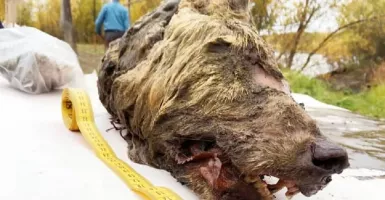 Kepala Serigala Berusia 40 Ribu Tahun Ditemukan Utuh