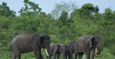 Kantong Banyak yang Rusak, Gajah Sumatera Berpotensi Punah!