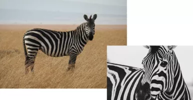 Mengapa Zebra Warnanya Hitam Putih? Ini Jawabannya