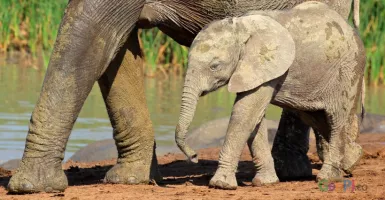 Kondisi Anak Gajah Luka Kena Jerat Mulai Membaik