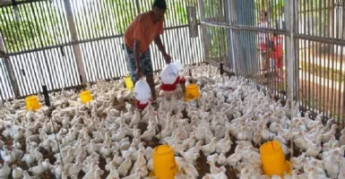 Harga Ayam Anjlok, KPPU Turun Tangan