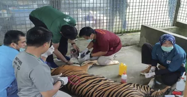 Harimau Inung Rio yang Terjerat di Hutan Pelalawan Riau Mati