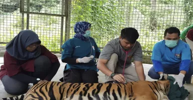 Harimau Inung Rio Mati Akibat Komplikasi Penyakit