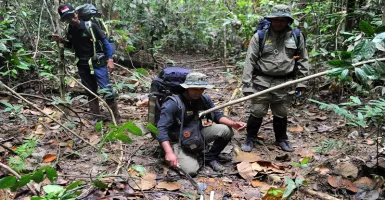 BBKSDA Riau Operasi Bersihkan Jerat Satwa di Hutan