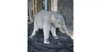 Kabar Gembira! Seekor Gajah Jantan Baru Saja Lahir di Jatim Park