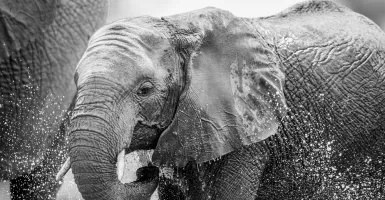 Di Riau, Konflik Gajah Liar dan Manusia Terus Meningkat