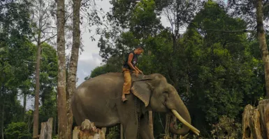 Viral Turis Gemes ke Gajah, Digampar Pake Belalai Sampai Mental