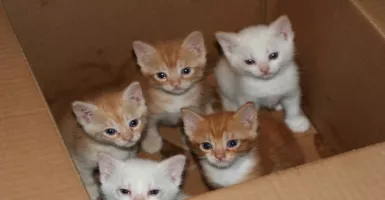 KPK Minta Masyarakat Berhenti Siksa Kucing yang Berkeliaran