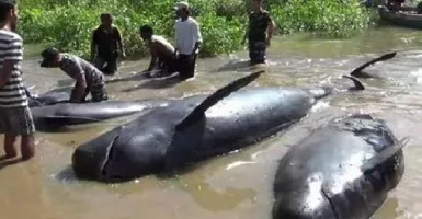 Duh, Puluhan Ikan Paus Ditemukan Mati