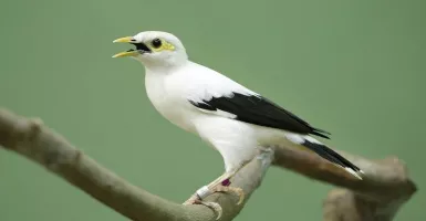 6 Jenis Burung Ini di Jakarta Nyaris Punah