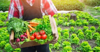 Bebas Pestisida, Ini 5 Keutamaan Makanan Organik Untuk Kesehatan